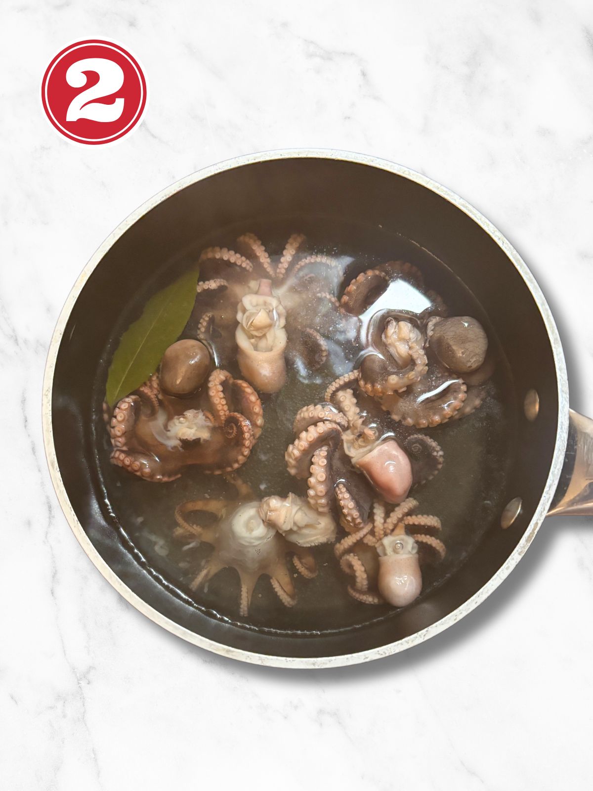 baby octopus in a pot